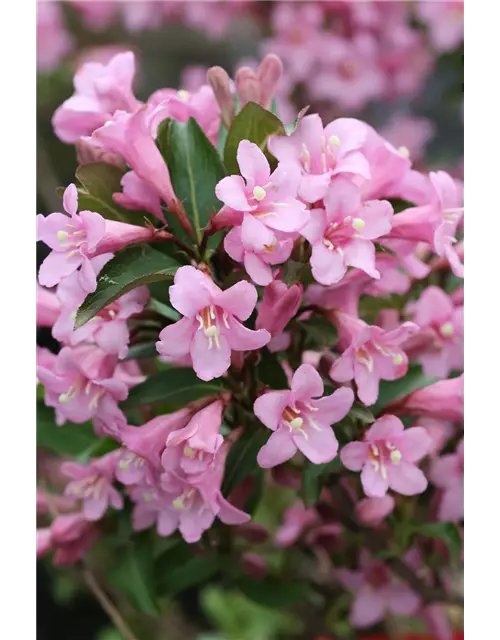 Weigelie 'Pink Poppet'®