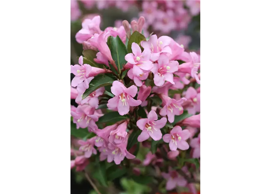 Weigelie 'Pink Poppet'®