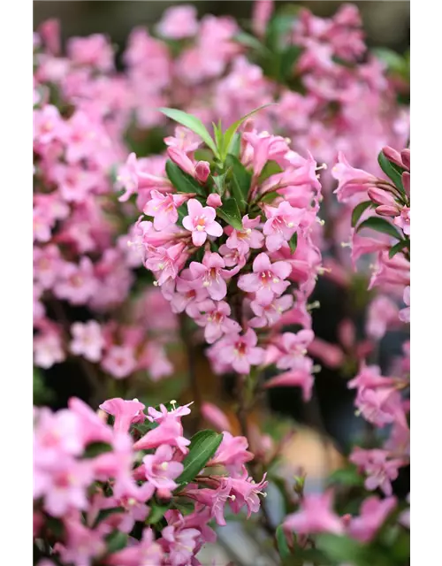 Weigelie 'Pink Poppet'®