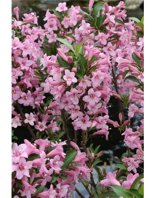 Weigelie 'Pink Poppet'®