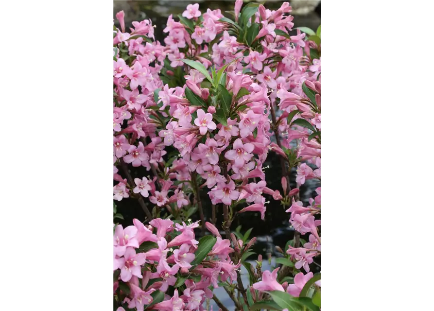 Weigelie 'Pink Poppet'®