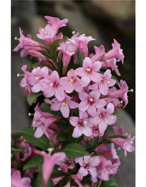 Weigelie 'Pink Poppet'®