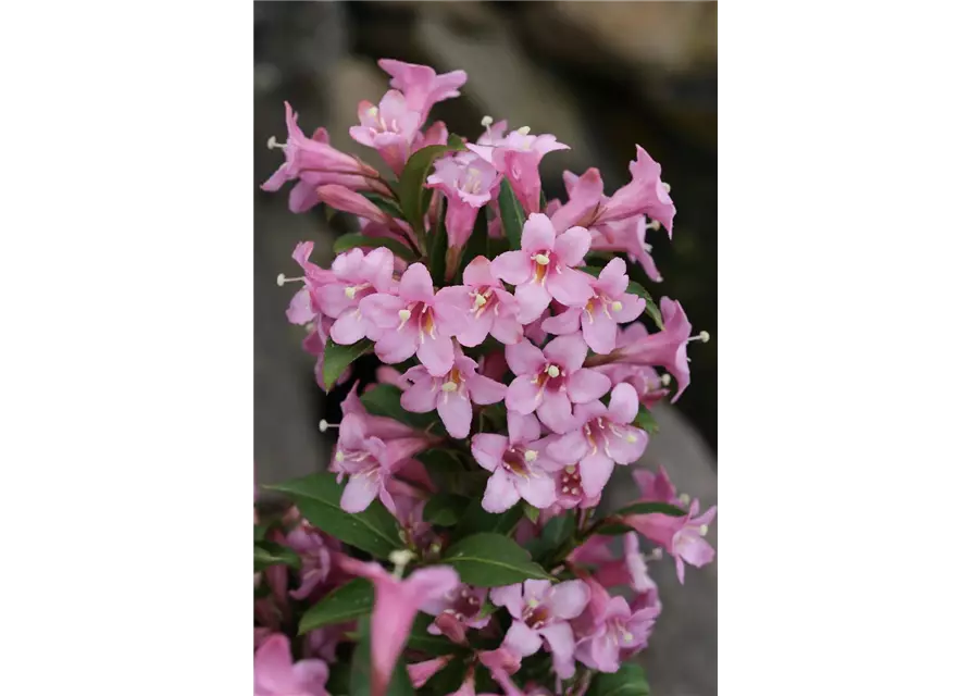 Weigelie 'Pink Poppet'®