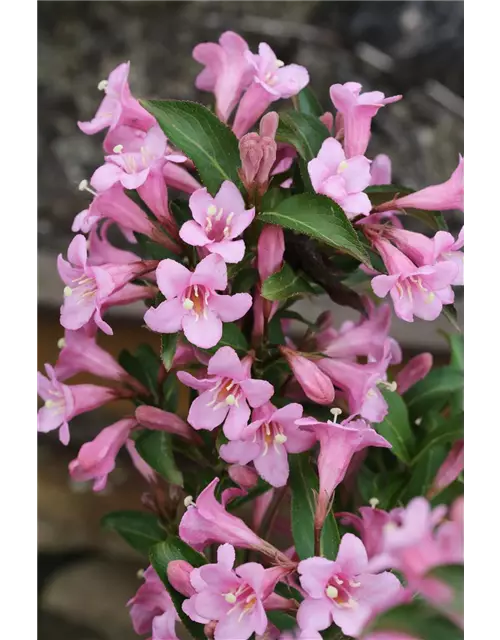 Weigelie 'Pink Poppet'®