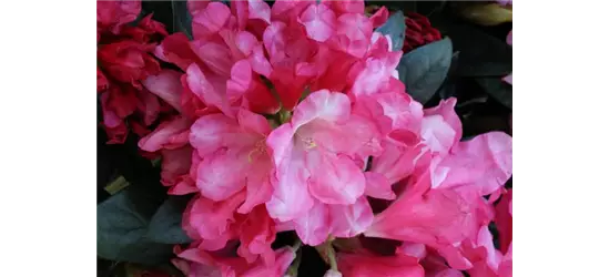 Yaku-Rhododendron 'Cliva'