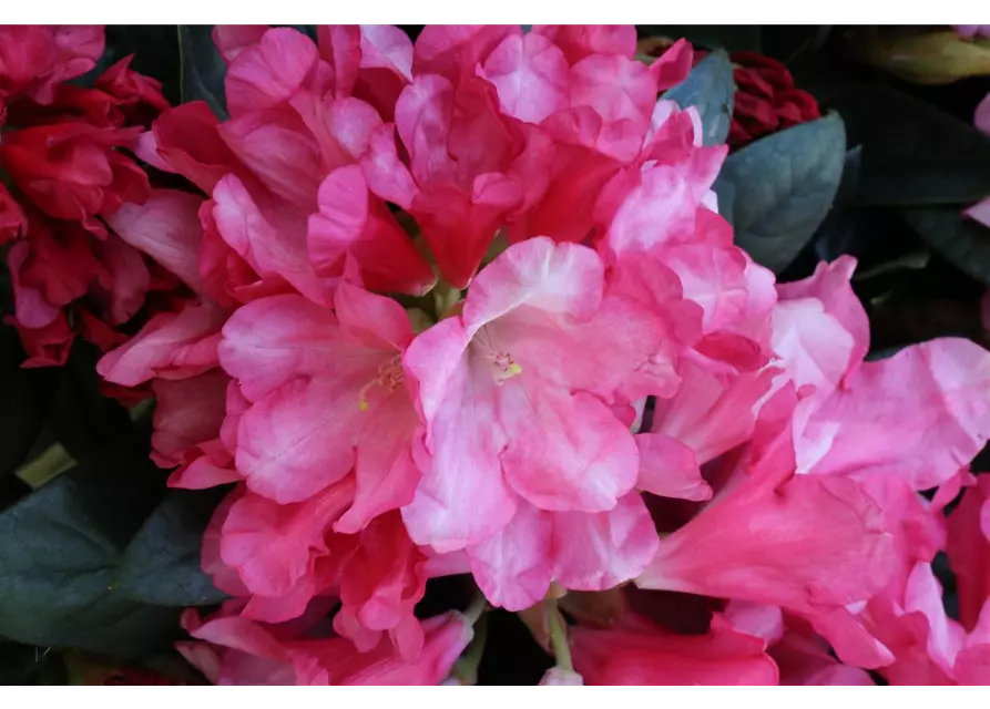 Yaku-Rhododendron 'Cliva'