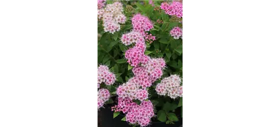 Sommerspiere 'Little Princess'