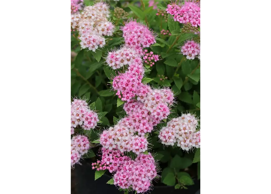 Sommerspiere 'Little Princess'