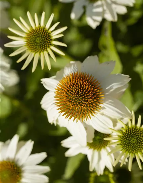 Garten-Scheinsonnenhut 'PowWow® White'