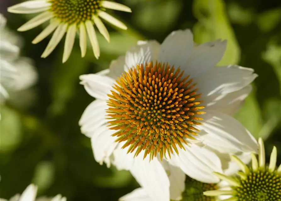 Garten-Scheinsonnenhut 'PowWow® White'