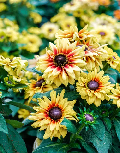 Rudbeckia 'Flamenco Vanilla'