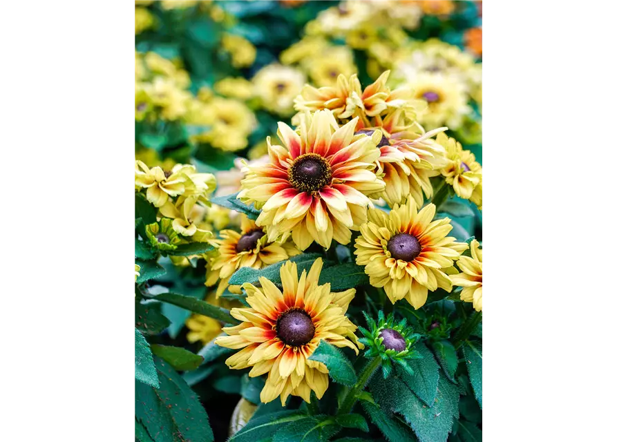 Rudbeckia 'Flamenco Vanilla'