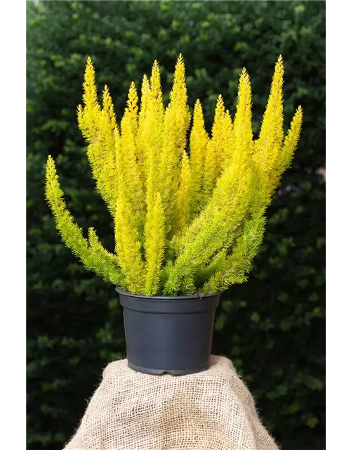 Erica arborea 'Albert's Gold'