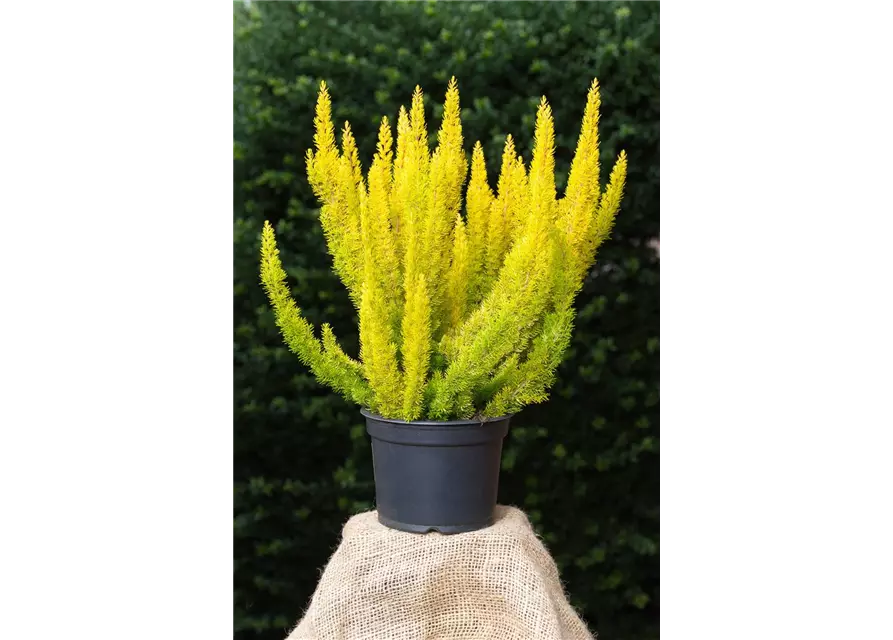 Erica arborea 'Albert's Gold'