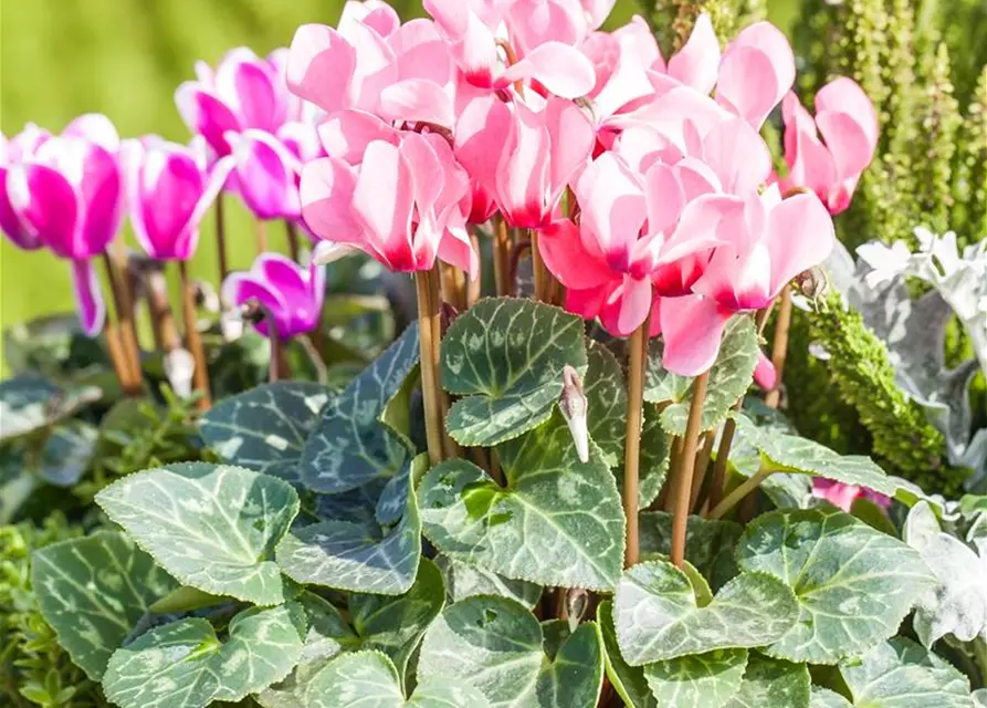 Cyclamen persicum 'Out-Land'