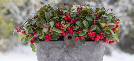 Gaultheria procumbens