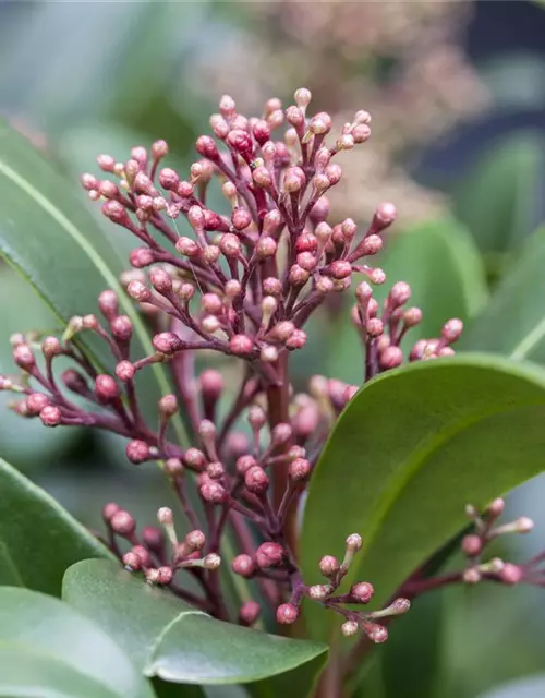 Skimmia japonica