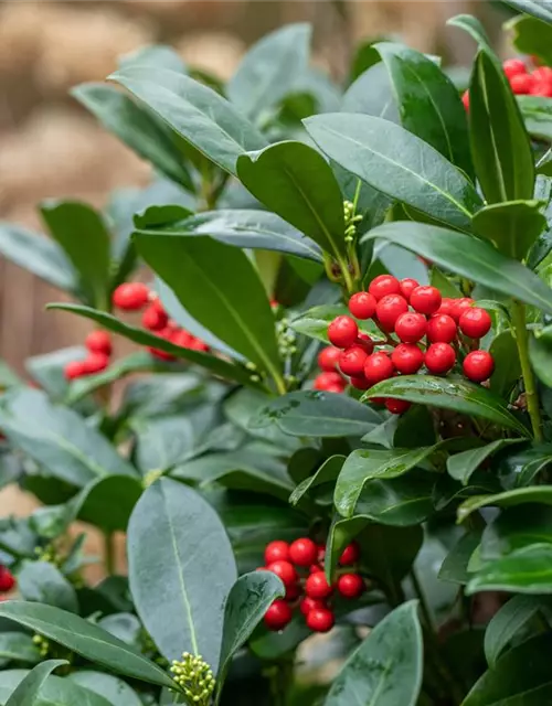 Skimmia 'Double Diamond'