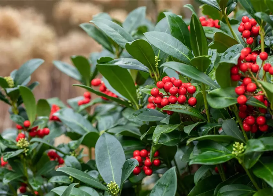 Skimmia 'Double Diamond'