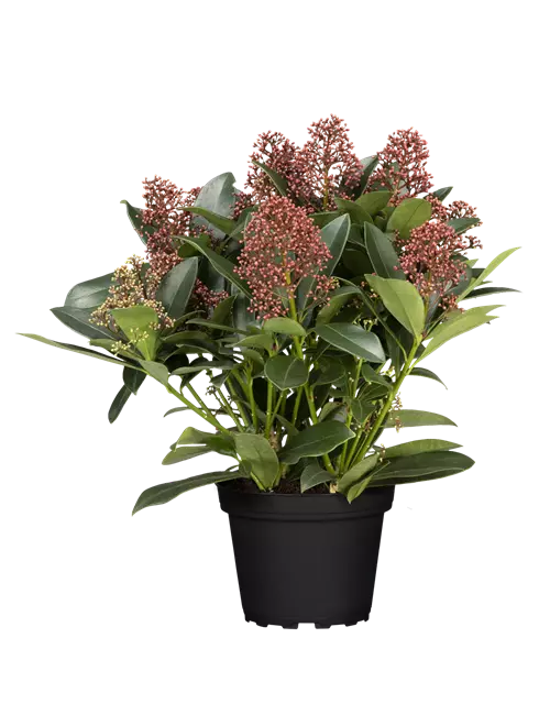 Skimmia 'Double Diamond'