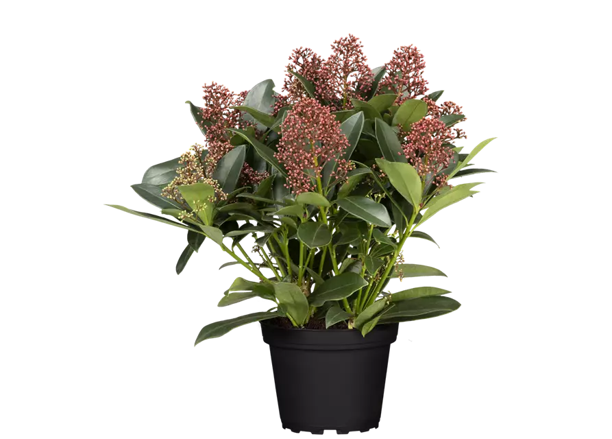 Skimmia 'Double Diamond'