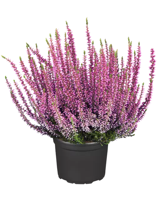 Calluna vulgaris