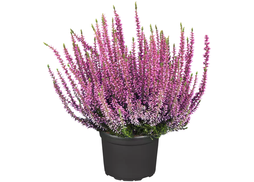 Calluna vulgaris