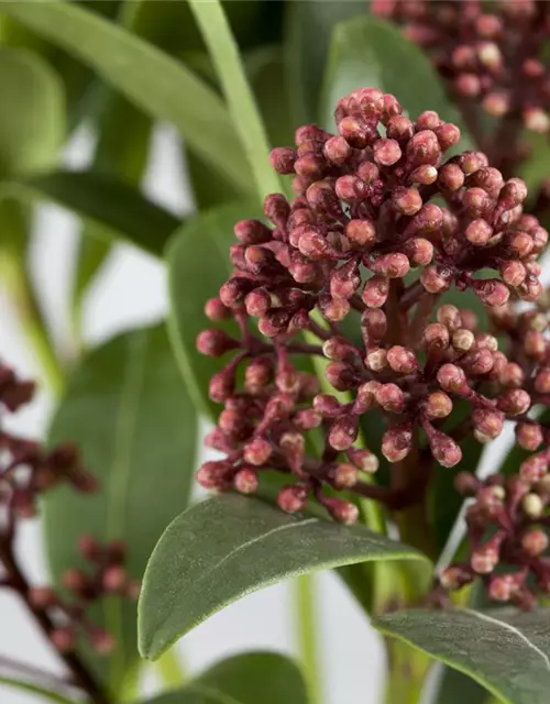 Skimmia japonica 'Rubella'