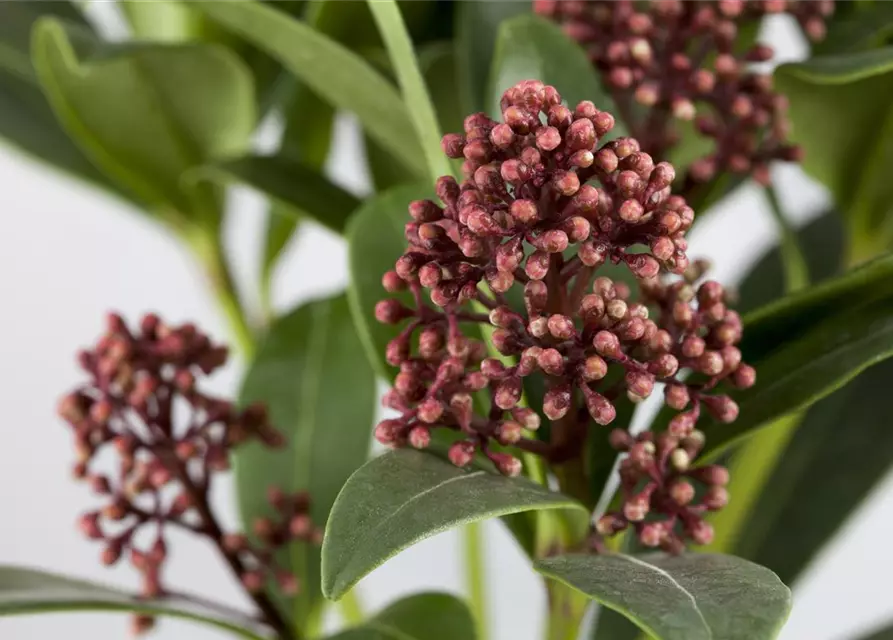 Skimmia japonica 'Rubella'