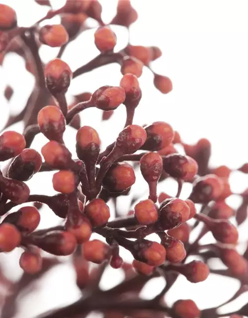 Skimmia japonica 'Rubella'