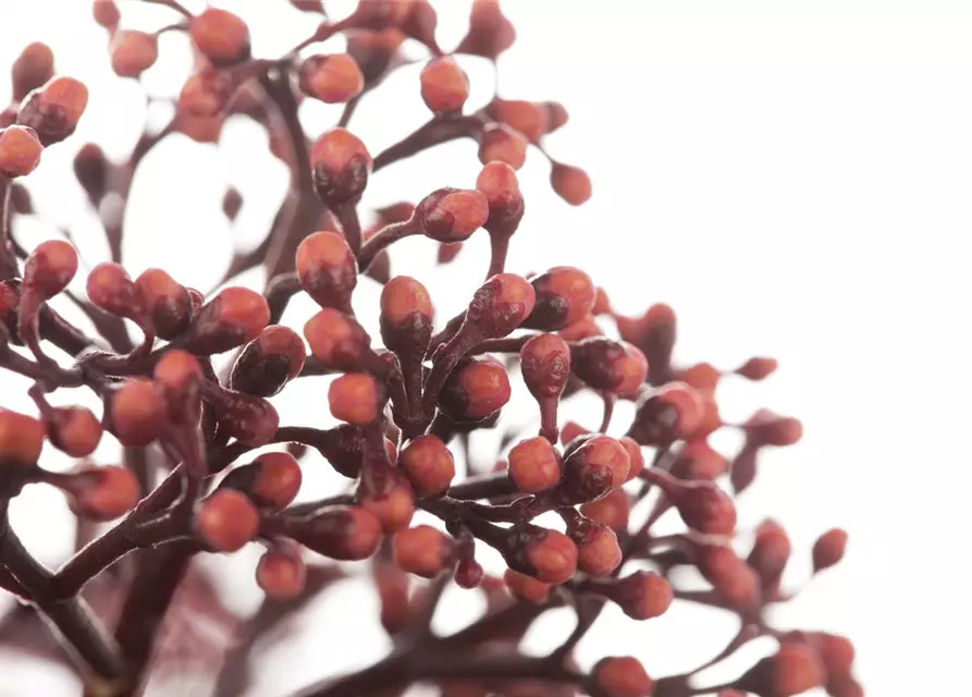 Skimmia japonica 'Rubella'