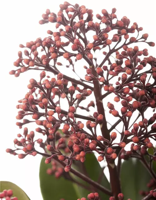 Skimmia japonica 'Rubella'