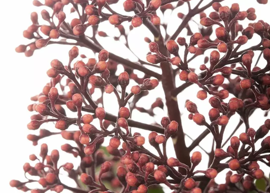 Skimmia japonica 'Rubella'