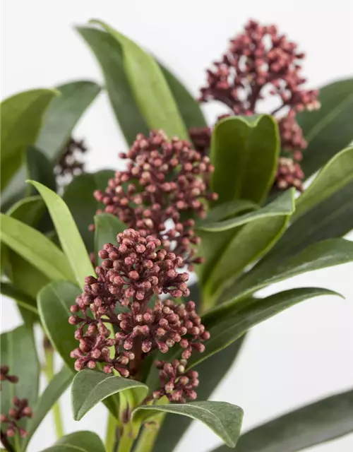 Skimmia japonica 'Rubella'