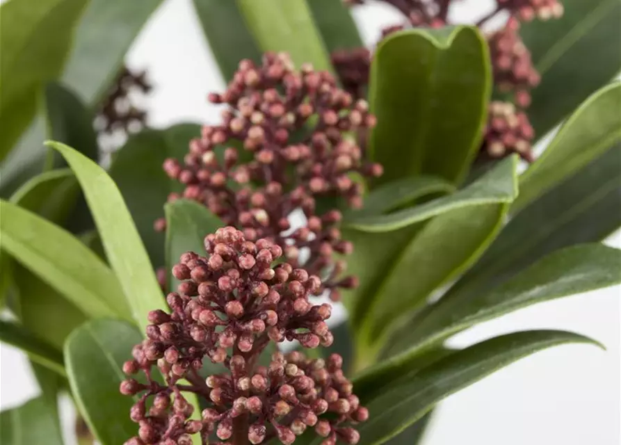 Skimmia japonica 'Rubella'