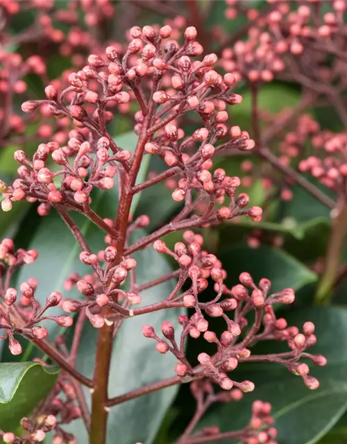 Skimmia japonica 'Rubella'