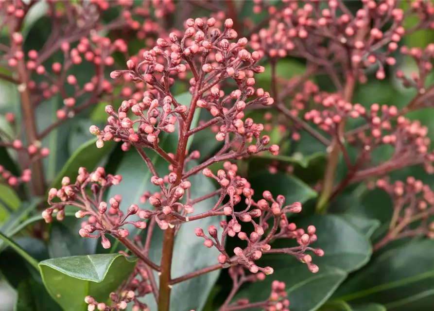 Skimmia japonica 'Rubella'