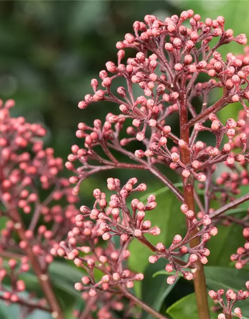 Skimmia japonica 'Rubella'