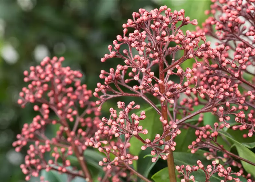 Skimmia japonica 'Rubella'