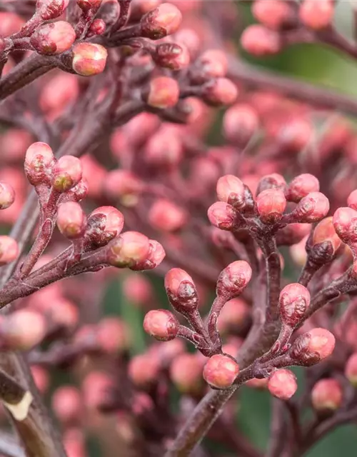 Skimmia japonica 'Rubella'