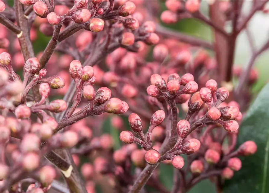 Skimmia japonica 'Rubella'