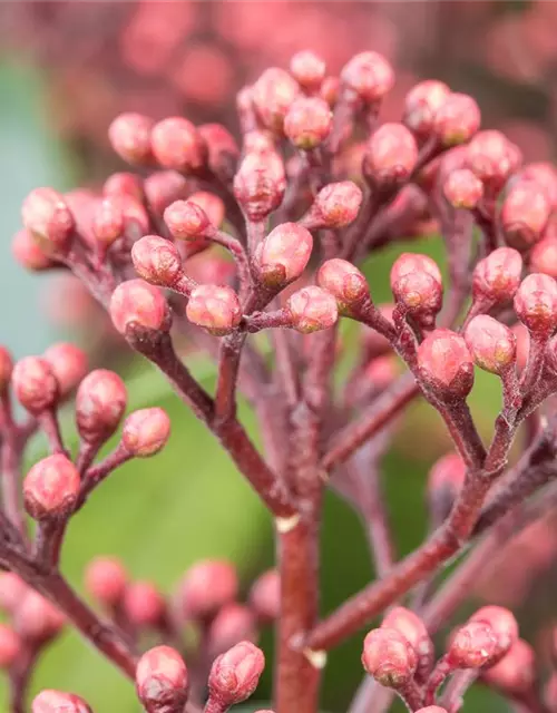 Skimmia japonica 'Rubella'