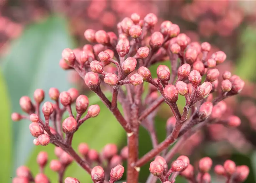 Skimmia japonica 'Rubella'