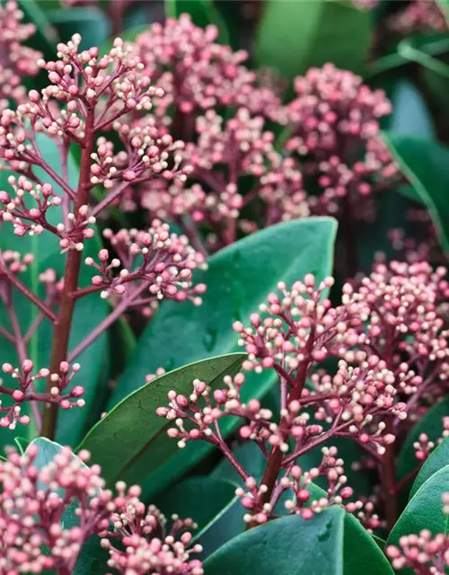 Skimmia japonica 'Rubella'