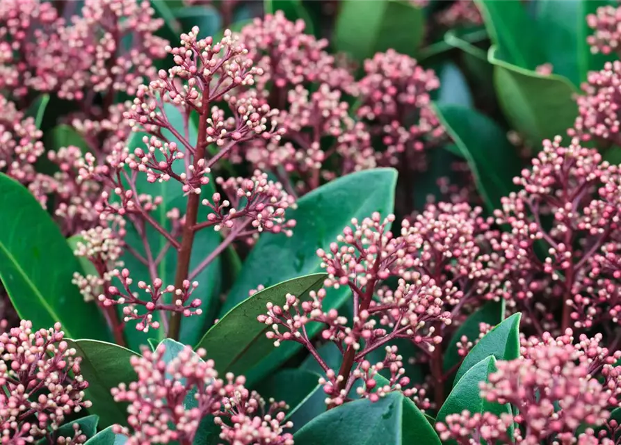 Skimmia japonica 'Rubella'