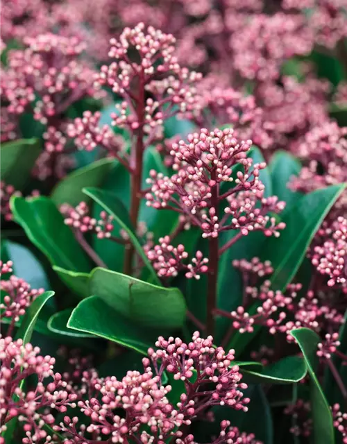 Skimmia japonica 'Rubella'