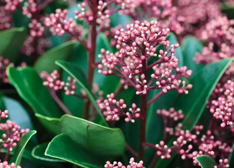 Skimmia japonica 'Rubella'