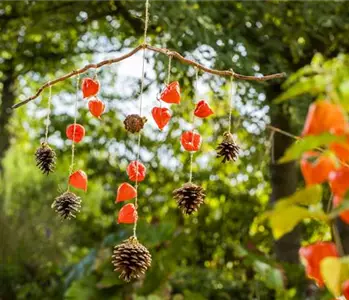 Ein herbstliches Windspiel aus Physalis und Tannenzapfen