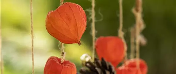 Ein herbstliches Windspiel aus Physalis und Tannenzapfen