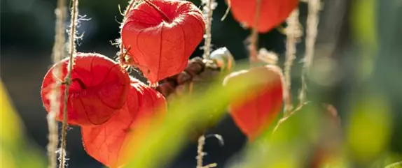 Ein herbstliches Windspiel aus Physalis und Tannenzapfen